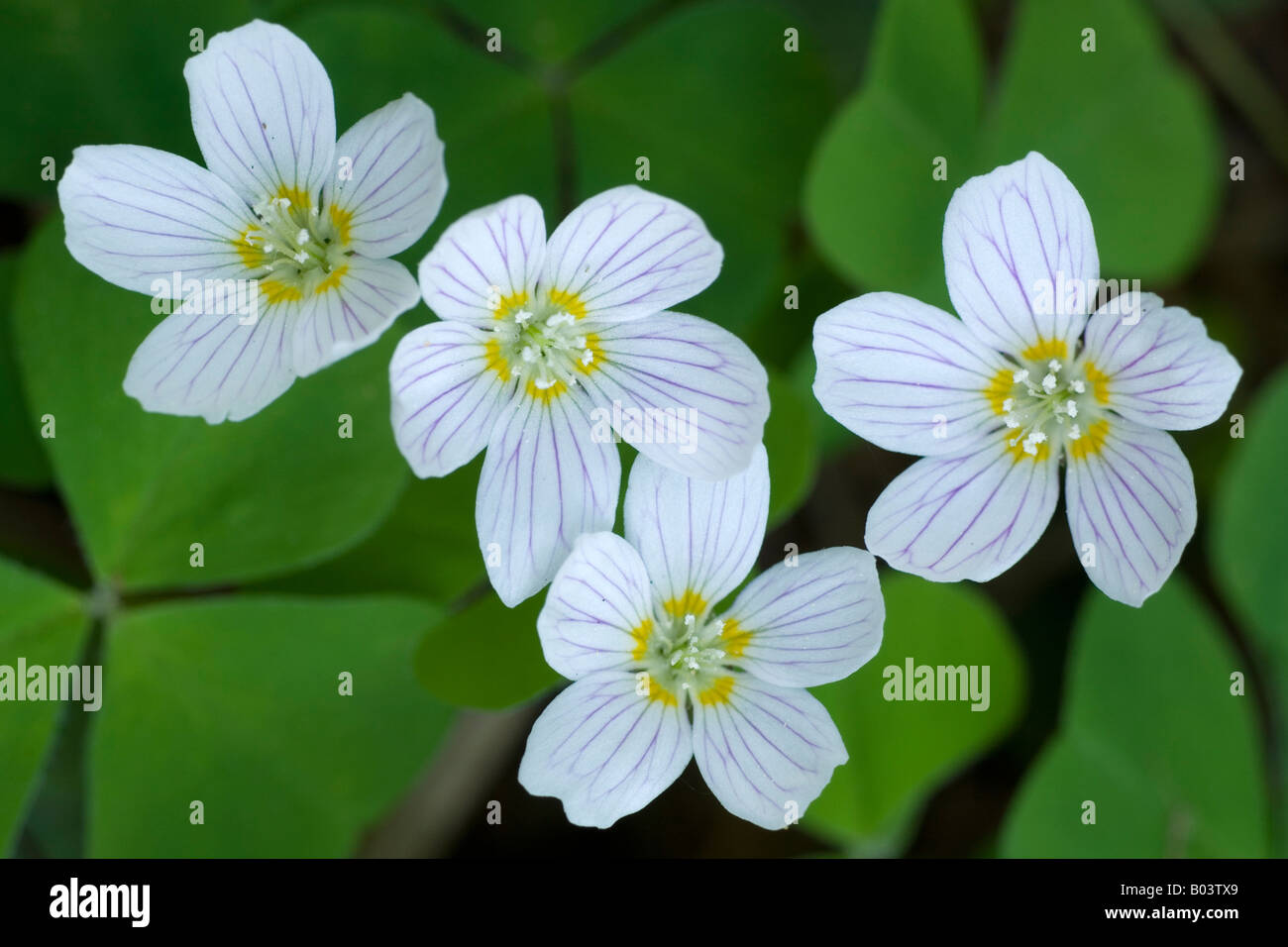 Kleeblatt, Waldsauerklee Oxalis acetosella Stockfoto