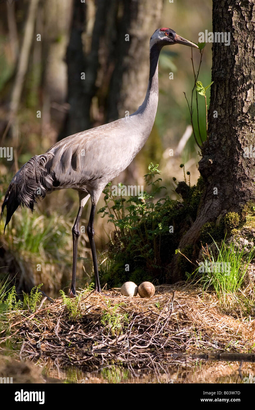 gemeinsame Kranich Grus Grus Graukranich Deutschland Stockfoto