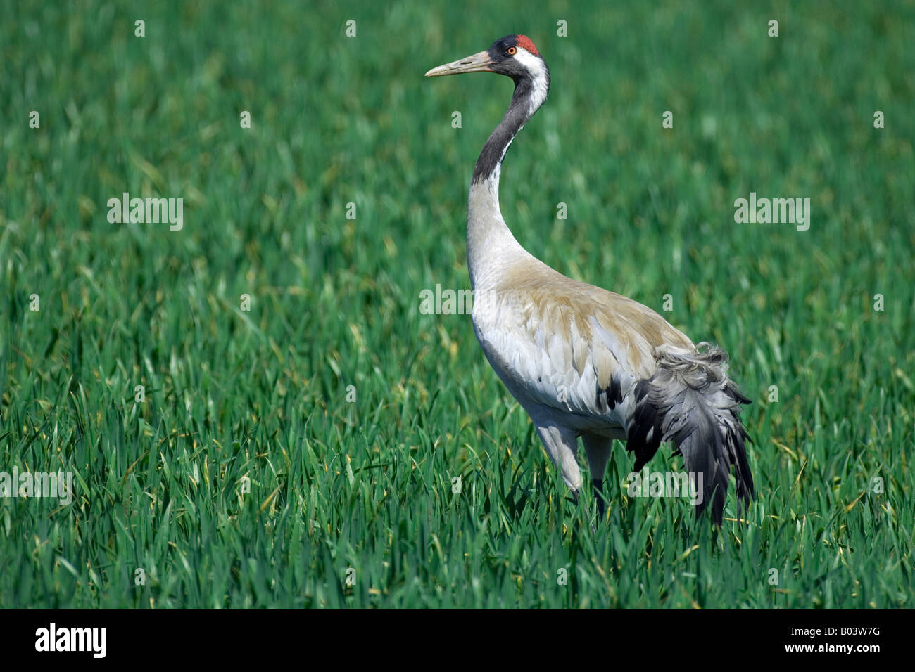 gemeinsame Kranich Grus Grus Graukranich Deutschland Stockfoto