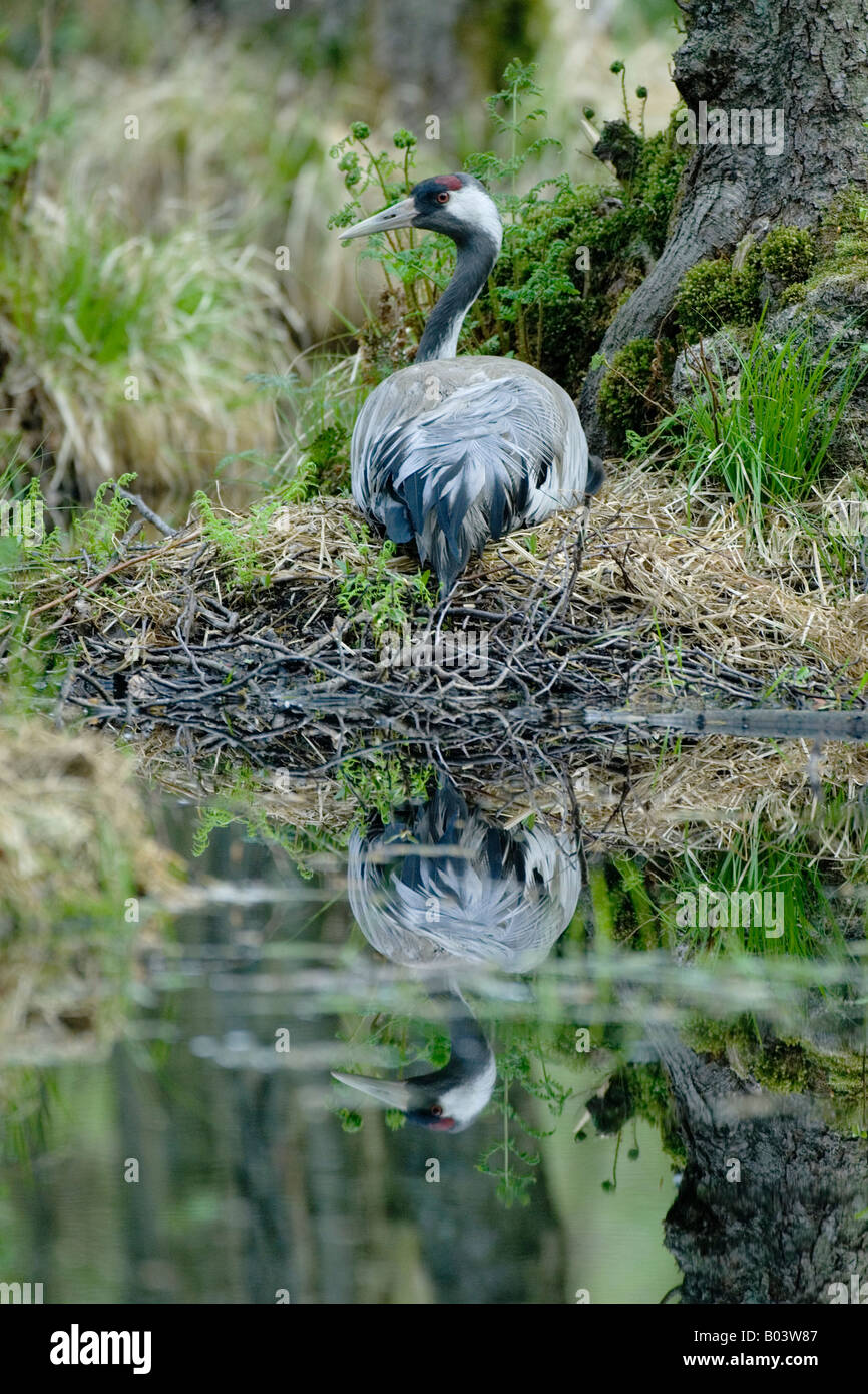 gemeinsame Kranich Grus Grus Graukranich Deutschland Stockfoto