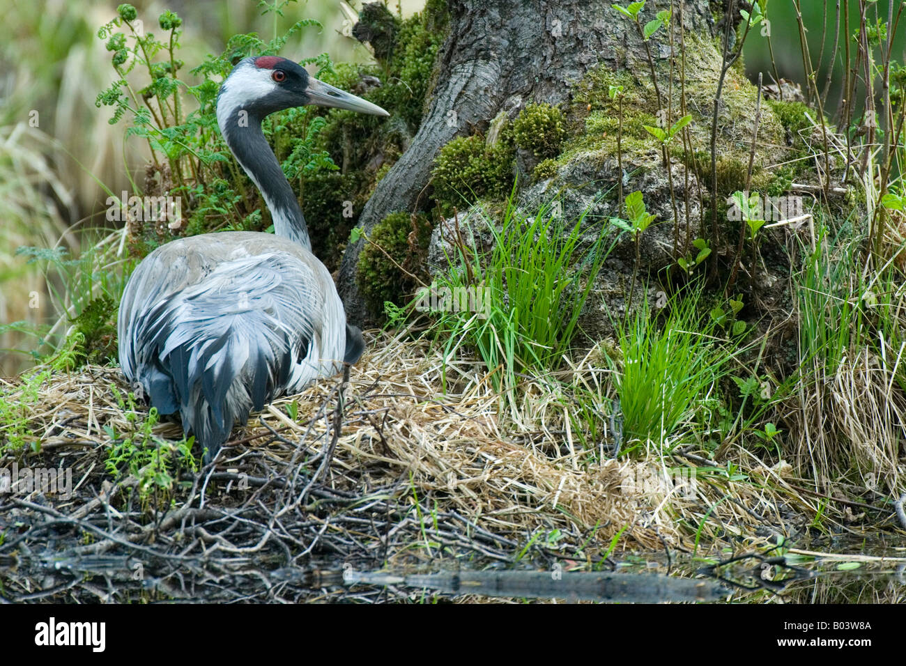 gemeinsame Kranich Grus Grus Graukranich Deutschland Stockfoto
