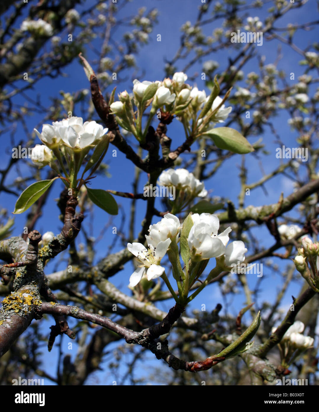 Birnbaum, Nahaufnahme von Creme/Elfenbein farbigen Blüte Frühling Blüte gegen azurblauen Himmel Stockfoto