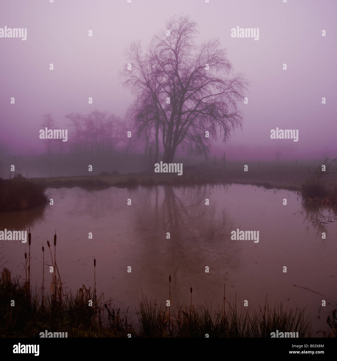 Nebel Nebel schlechtes Wetter Baum und Teich trüben Tag winter England uk Europa Stockfoto