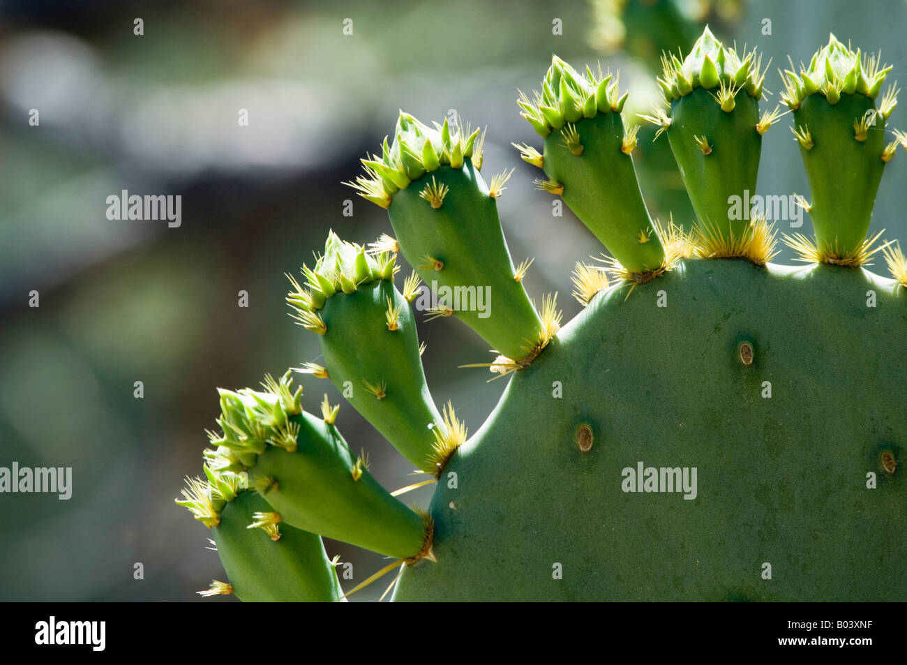 Engelmann s Prickly Pear Cactus Opuntia Engelmannii Arizona USA Stockfoto