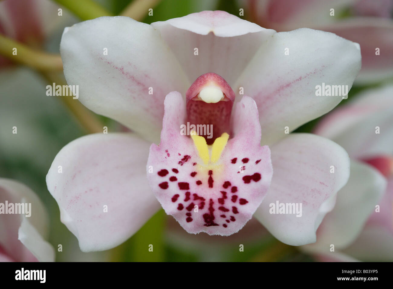 Orchidee Blume Stockfoto