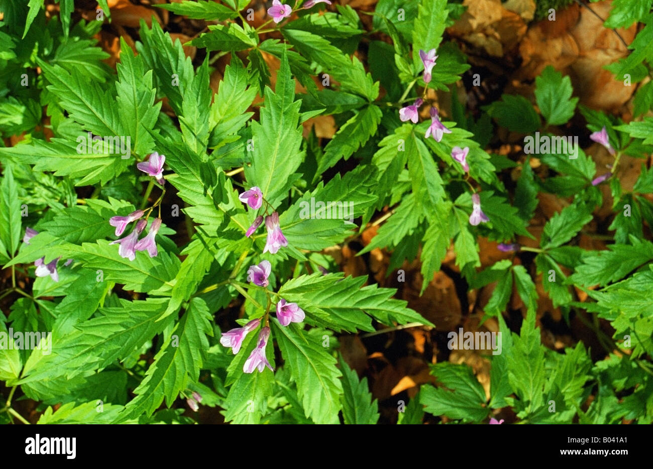 Toothwort (Dentaria Glandulosa) Stockfoto