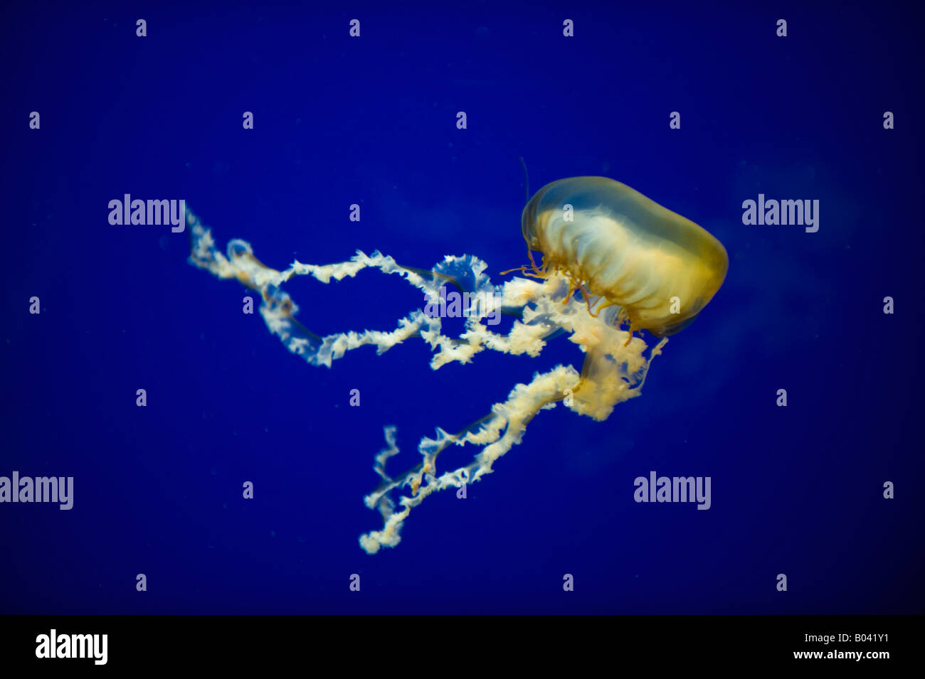 Pazifischen Meer Brennnessel (Chrysaora Fuscescens) Oregon Coast Aquarium, Newport, OREGON Stockfoto