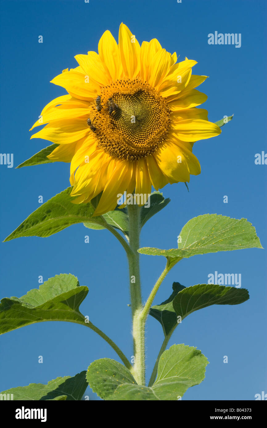 Blüte einer Sonnenblume mit Honigbiene Apis Mellifera auf der Suche nach Nektar Baden-Württemberg Deutschland Stockfoto