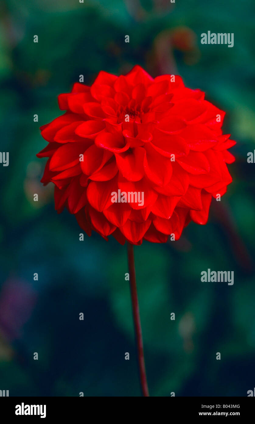blume Fotos und Bildmaterial in hoher Auflösung Alamy