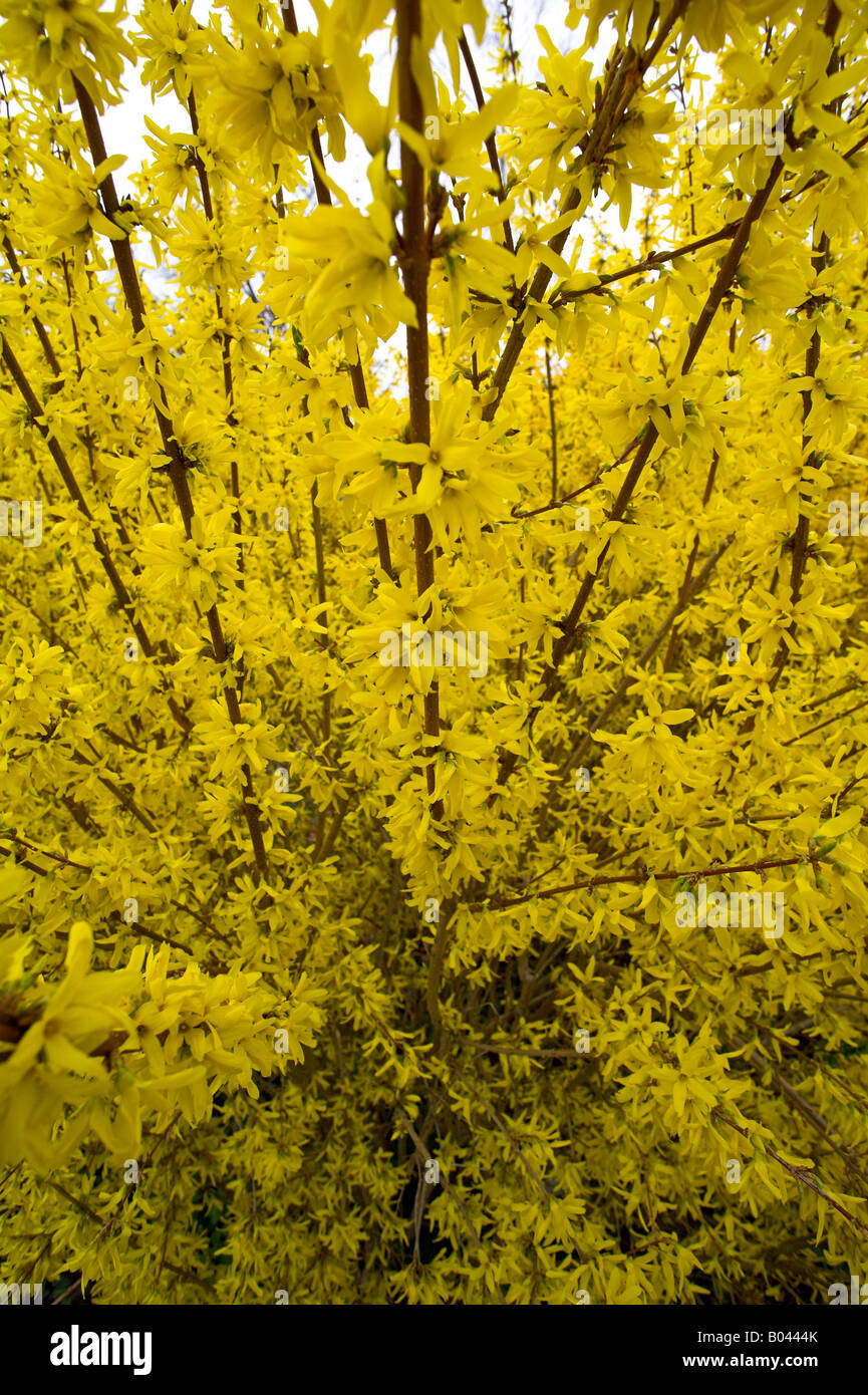 Forsythie Forsythia intermedia Forsythien Forsythien de Paris April Stockfoto