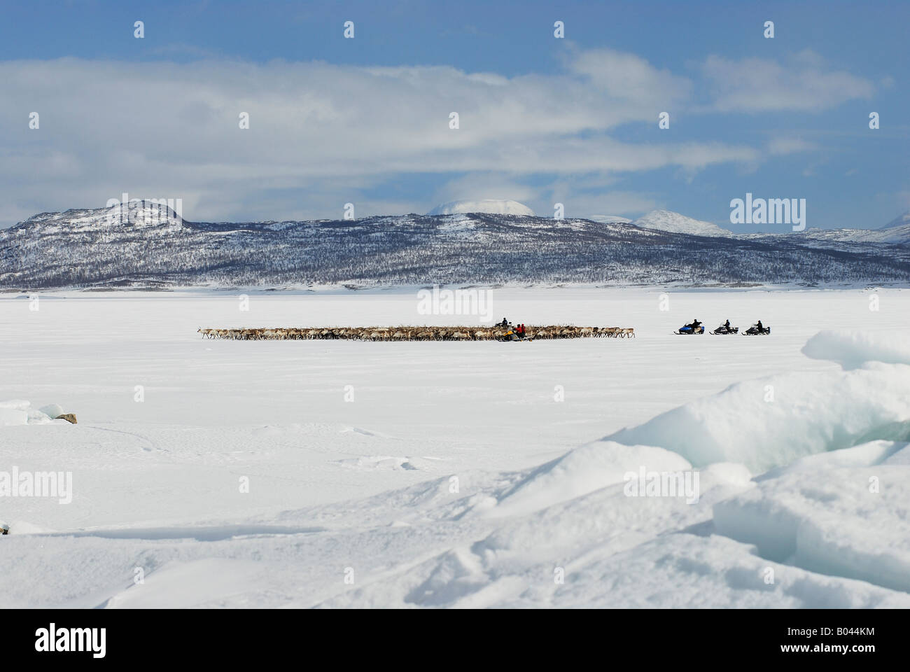 Rentierzucht in Lappland, Schweden (Rangifer Tarandus) Stockfoto