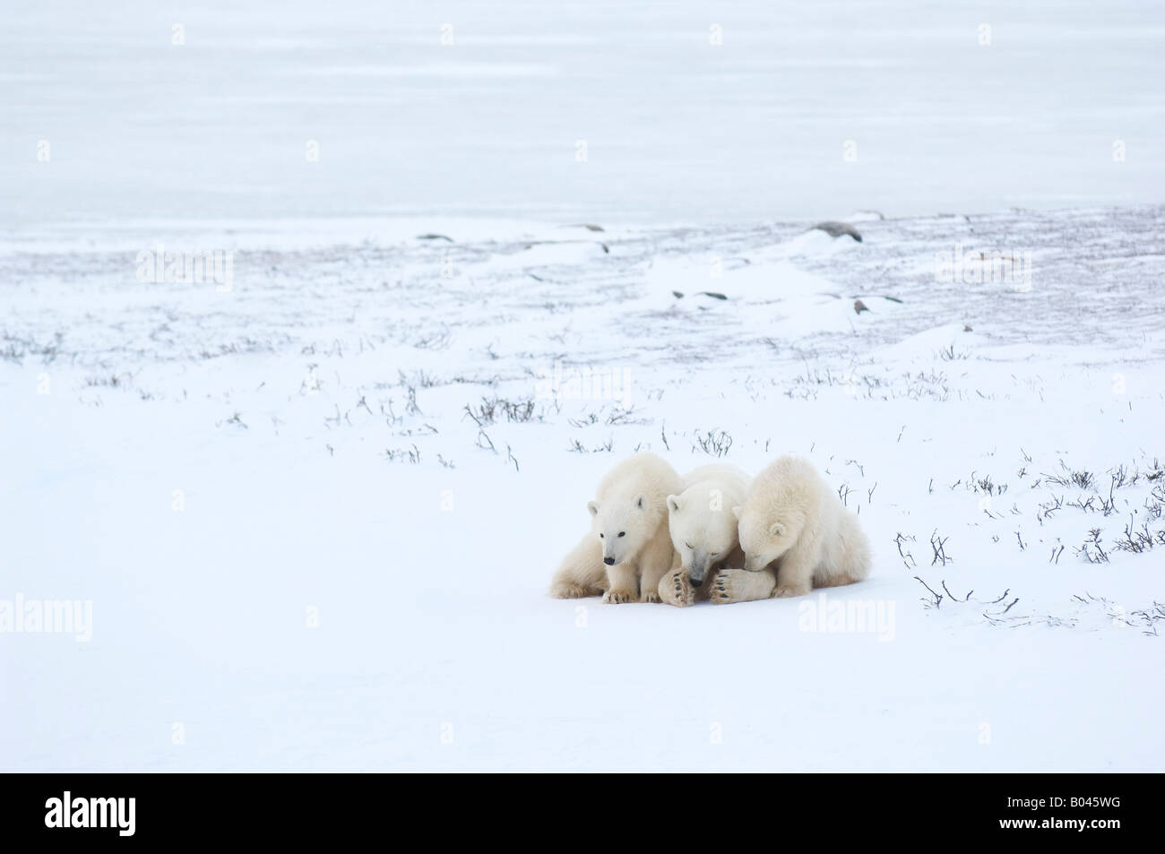 Eisbären kauern im Schnee Stockfoto