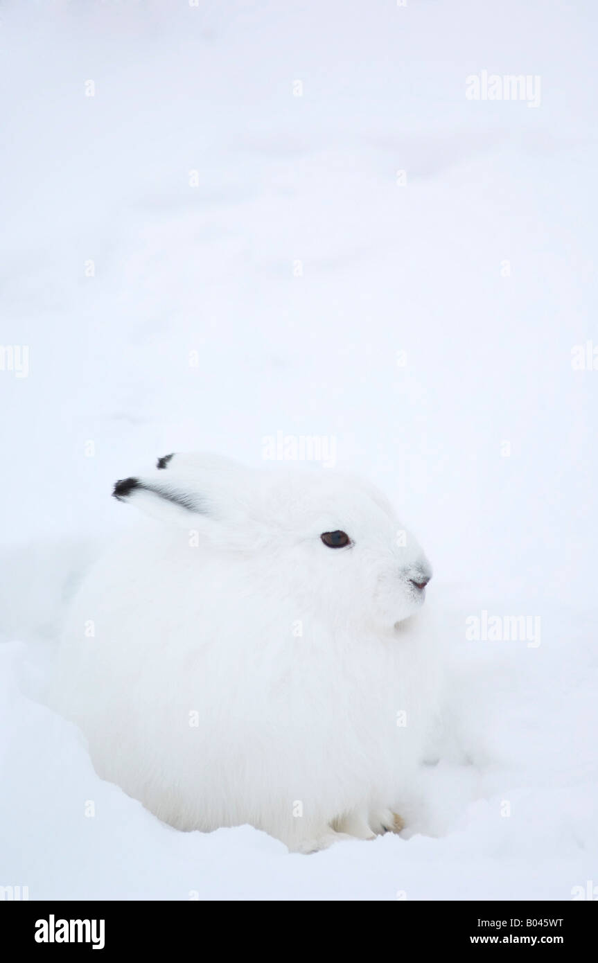 Schneehase im Schnee Stockfoto