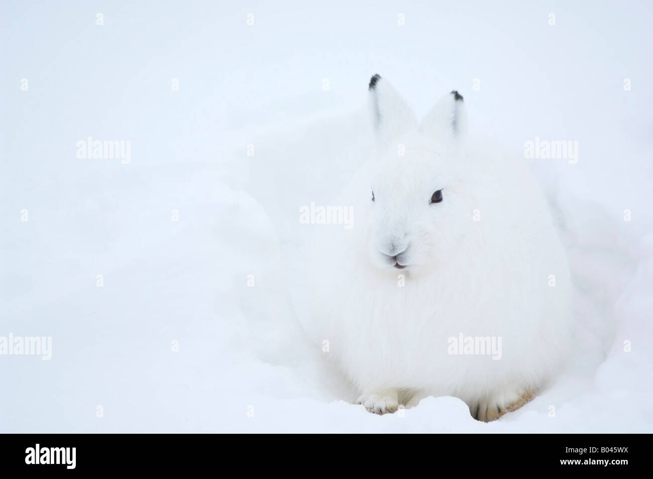 Schneehase im Schnee Stockfoto