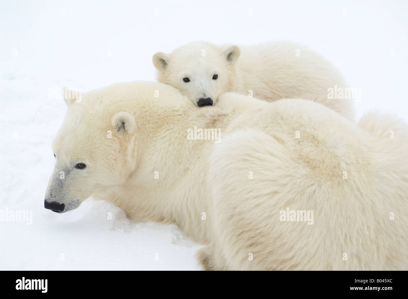 Eisbären drängten sich im Schnee Stockfoto