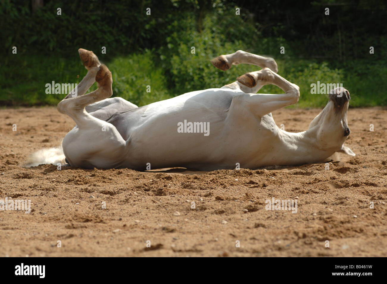 Schimmelpferd Schimmel grau grau Pferd Pferd Schimmel Stockfoto