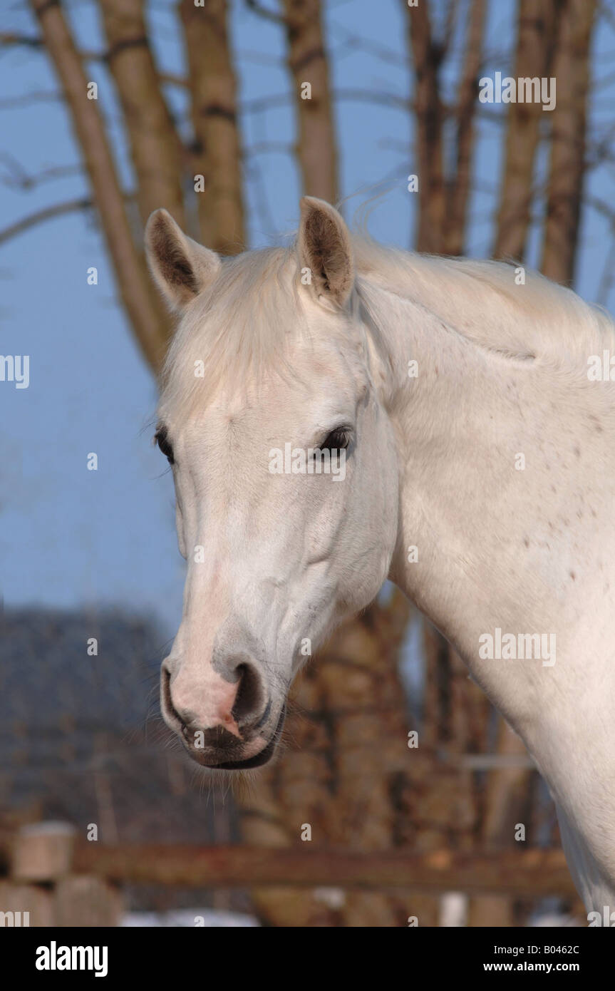 Schimmelpferd Schimmel grau grau Pferd Pferd Schimmel Stockfoto