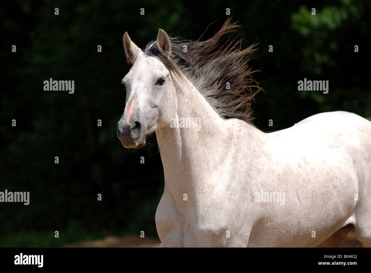 Schimmelpferd Schimmel grau grau Pferd Pferd Schimmel Stockfoto