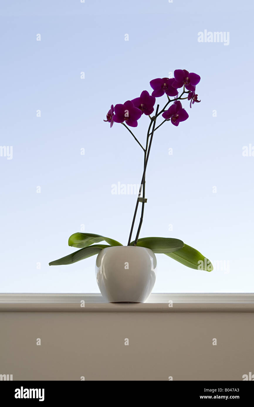 Orchidee auf der Fensterbank Stockfoto