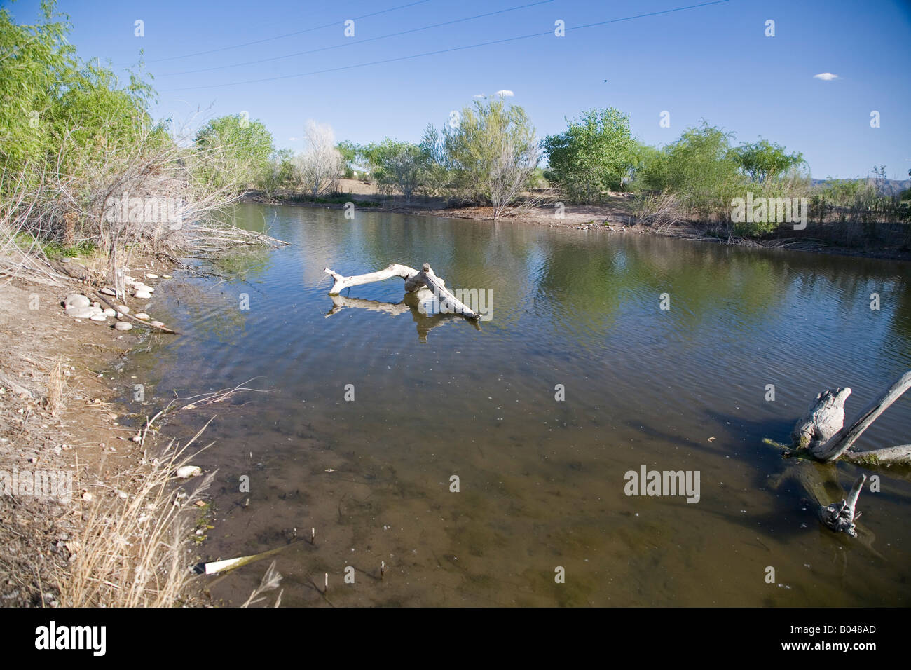 Wiederherstellung des Salt River Lebensraum in Phoenix Stockfoto