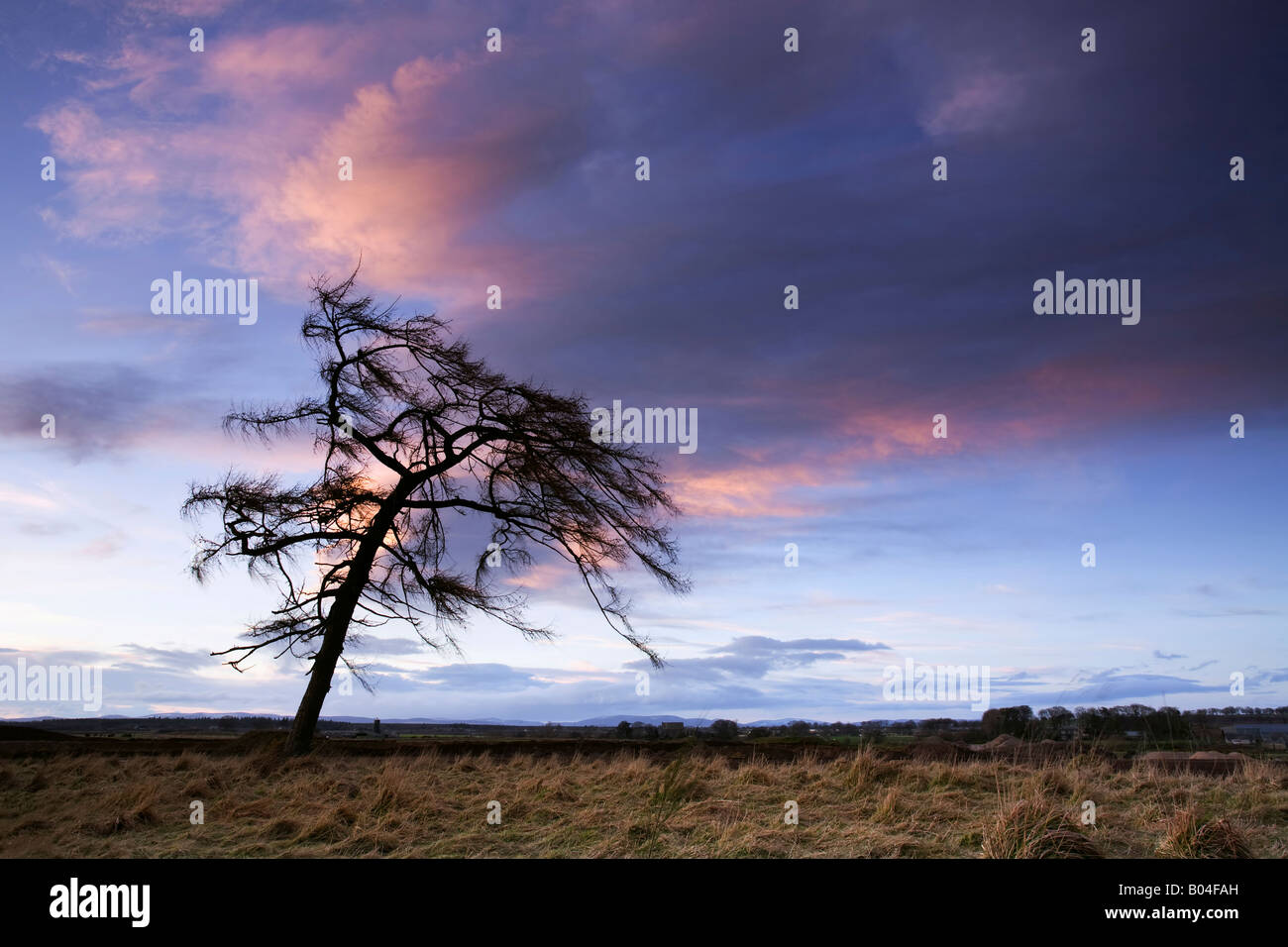 Einsamer Baum in der Dämmerung auf dem Angus-Land Stockfoto