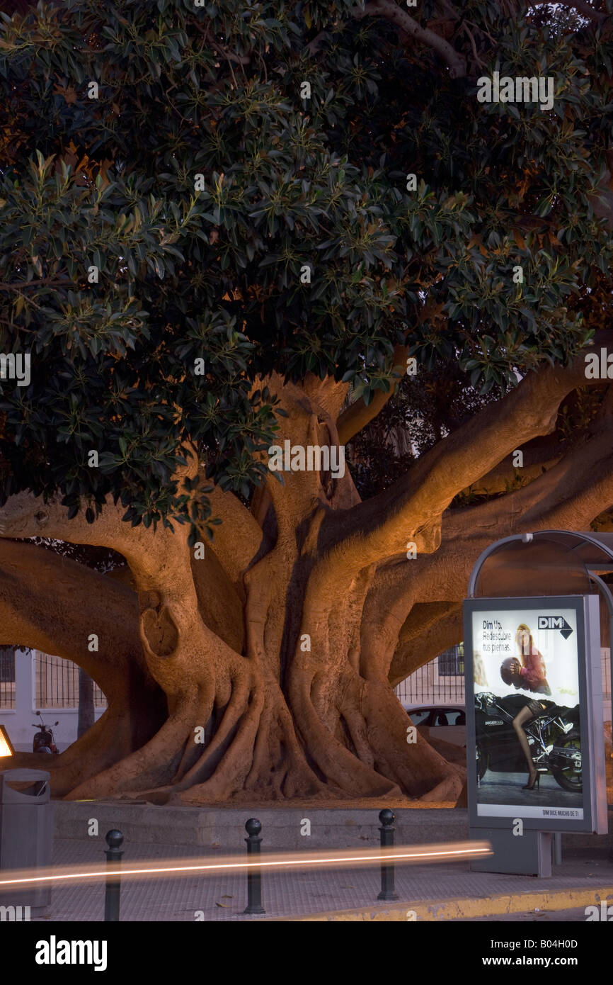 Interessante Baumstamm entlang der Avenida Duque de Najera gegenüber Playa De La Caleta (Strand) in der Stadt Cadiz Stockfoto