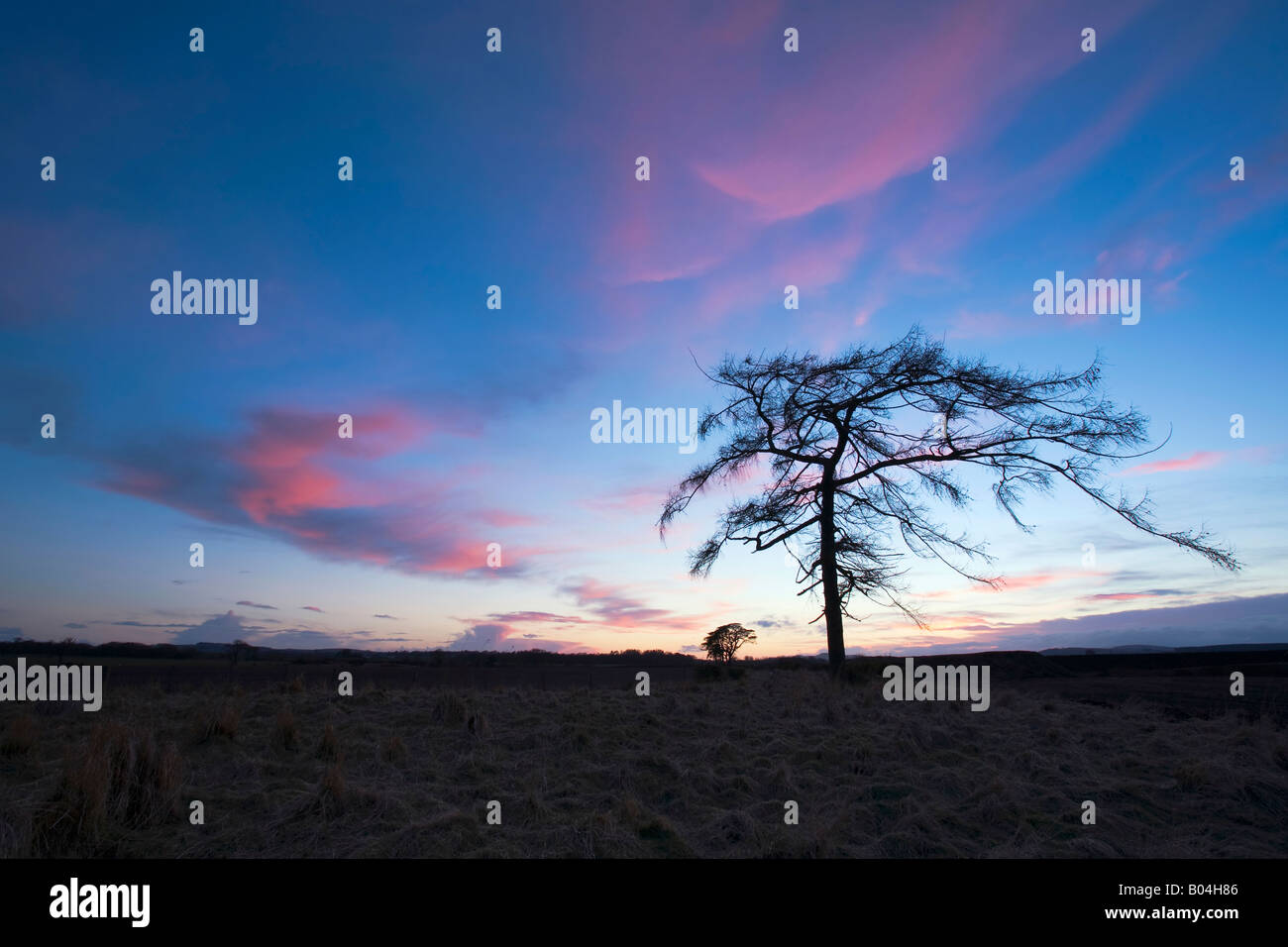 Baum am Abend auf dem Lande Angus Stockfoto