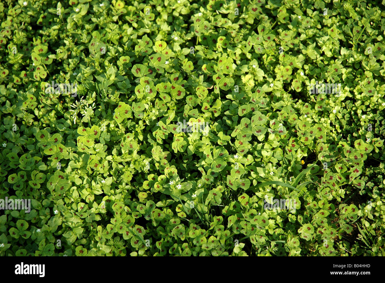 sonnig Sonnig Herz Herzen Grün Grün Klee Klee sprießen Frühling bis Nahaufnahme enge botanische Pflanzen Stockfoto