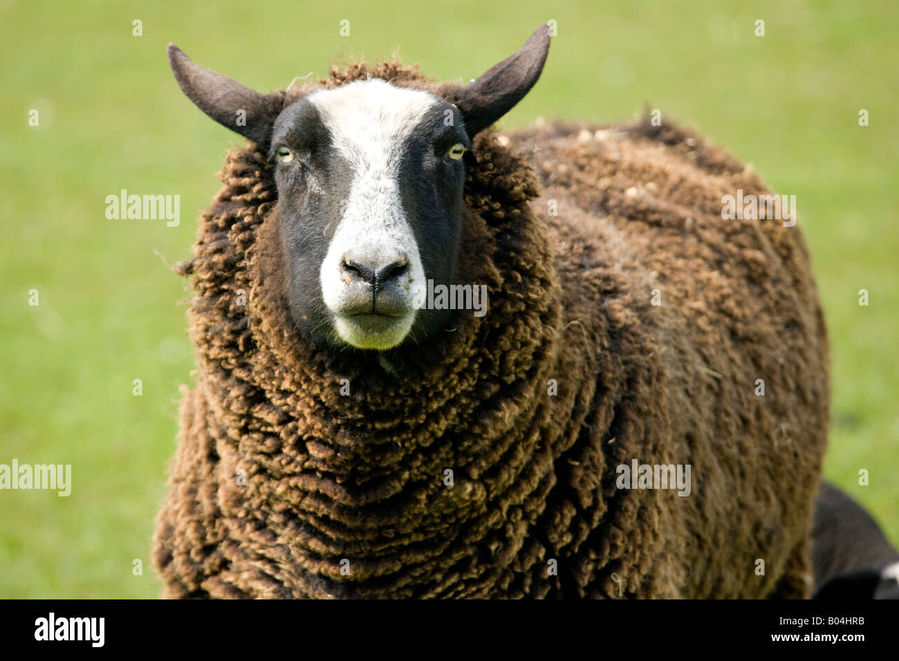 Zwartbles Schaf Stockfoto