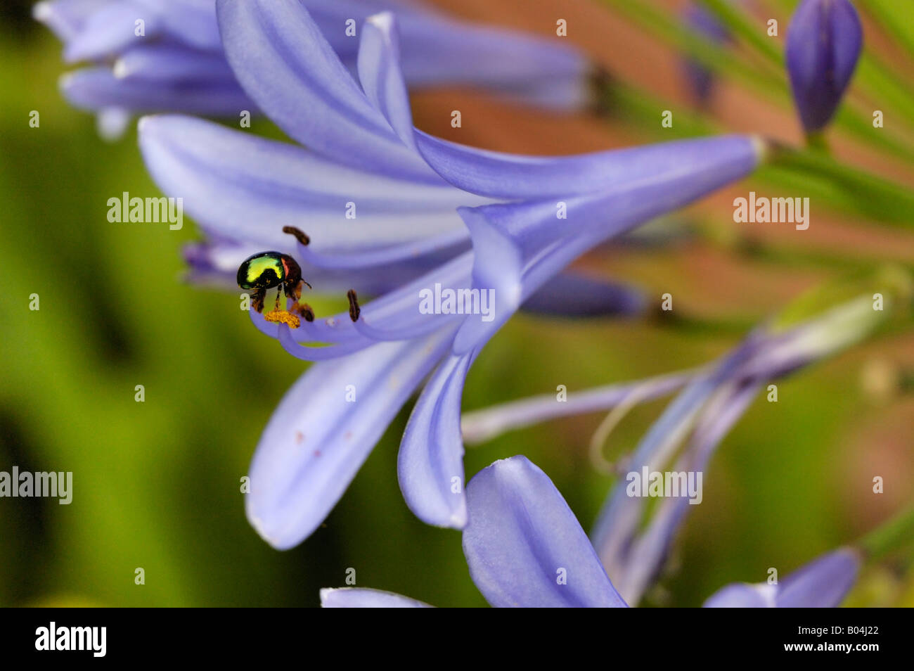 Agapanthus ("Lily Of The Nile") Stockfoto