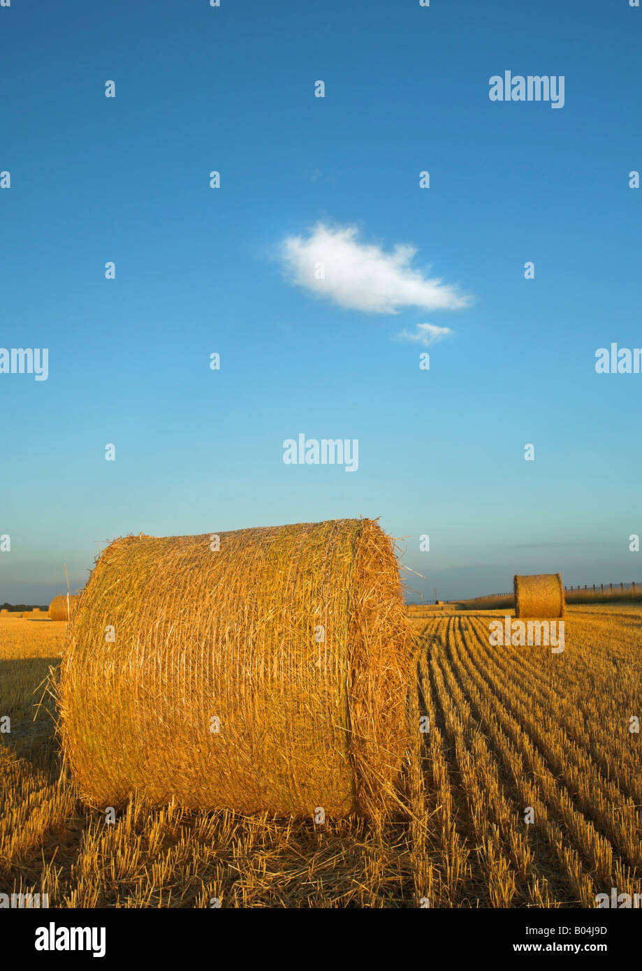 Abendlicht auf Strohballen in einem Angus-Feld Stockfoto