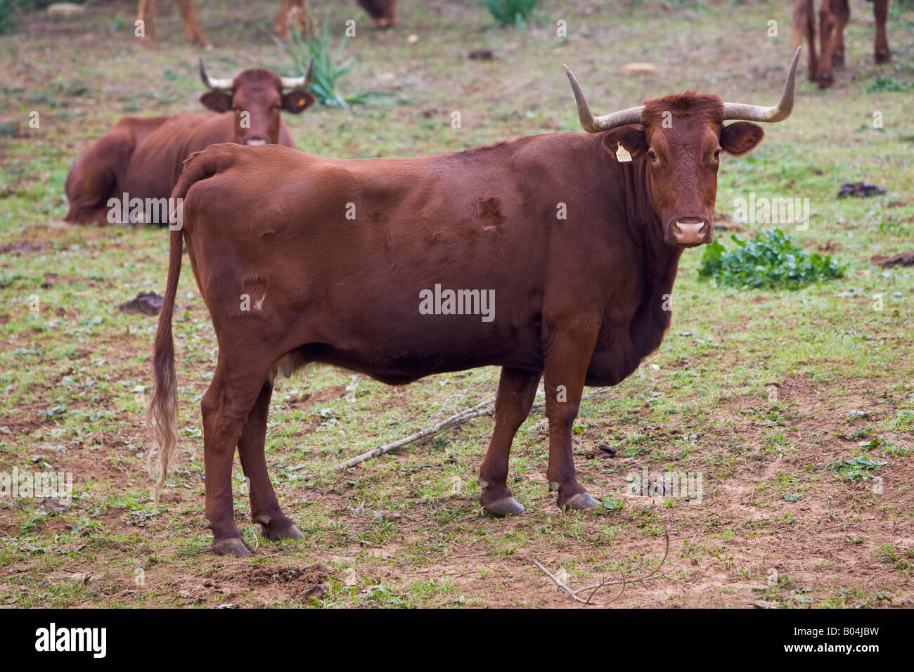 Kühe in einer Koppel in der Nähe von der Stadt von Vejer De La Frontera, Costa De La Luz, Provinz Cádiz, Andalusien (Andalusien), Europa. Stockfoto