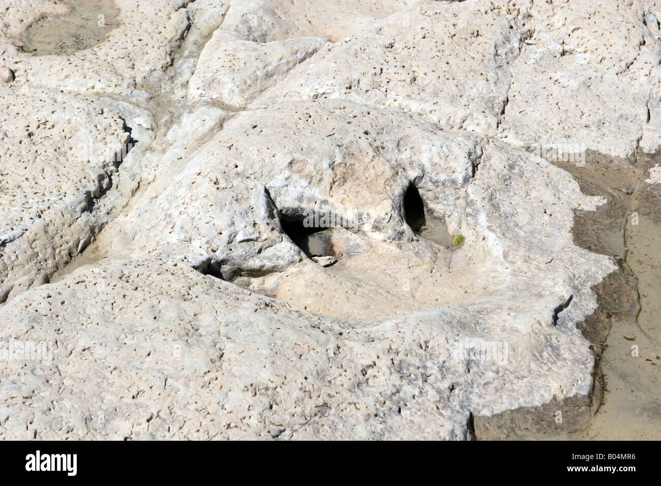 Versteinerten Dinosaurier-Fußabdruck Stockfoto