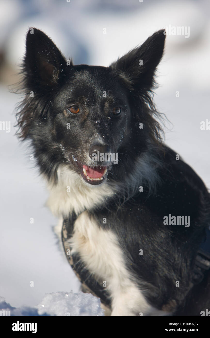 Border Collie Hund, Canis Familaris, spielen im Schnee im Wildgerlostal (gerecht-Tal), Salzburger Land, Europa. Stockfoto