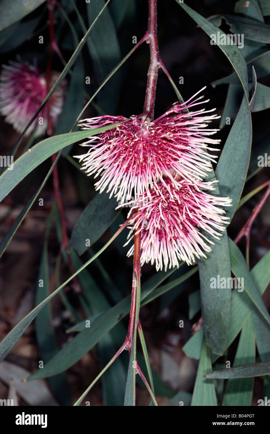 Nadelkissen Hakea-Hakea Laurina - Familie Proteaceae Stockfoto