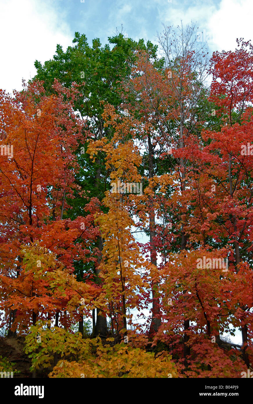 Bäume im Herbst Stockfoto