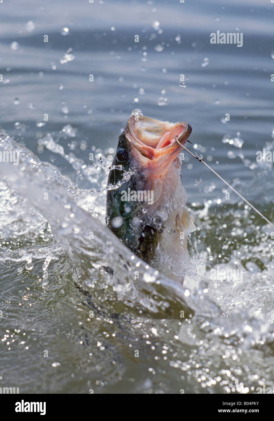 Ein großer Mund Bass süchtig von einem Bass Fischer springt in die Luft Stockfoto