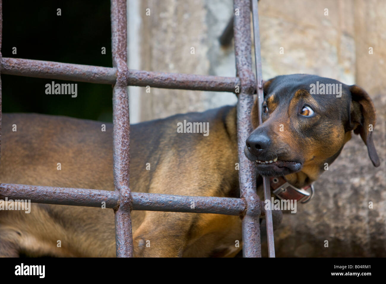 Ein Hund, Canis Familiaris, an einem vergitterten Fenster in Piazza San Martino in der Stadt von Lucca, Provinz Lucca, Toskana. Stockfoto