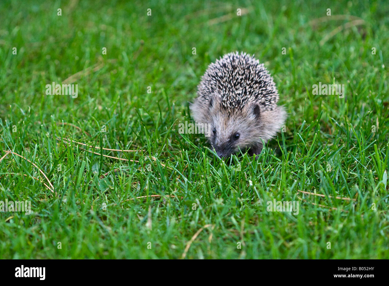 Ein Junge West europäischen Igel (Erinaceus Europaeus) erforschen die Rasengras in einem Vorort Stockfoto