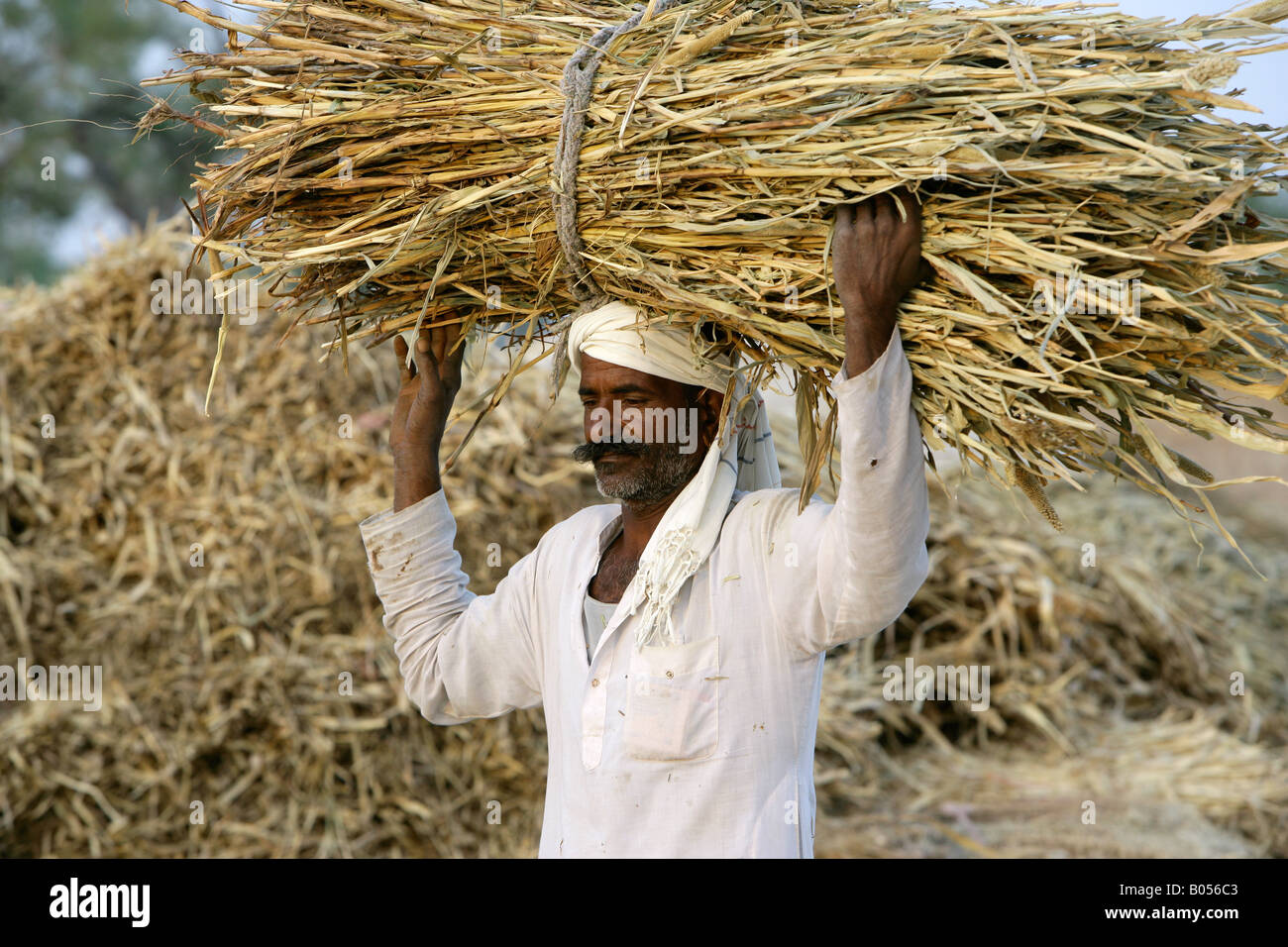 Landwirt mit Ernte auf Kopf, Jodhpur, Rajasthan, Indien Stockfoto