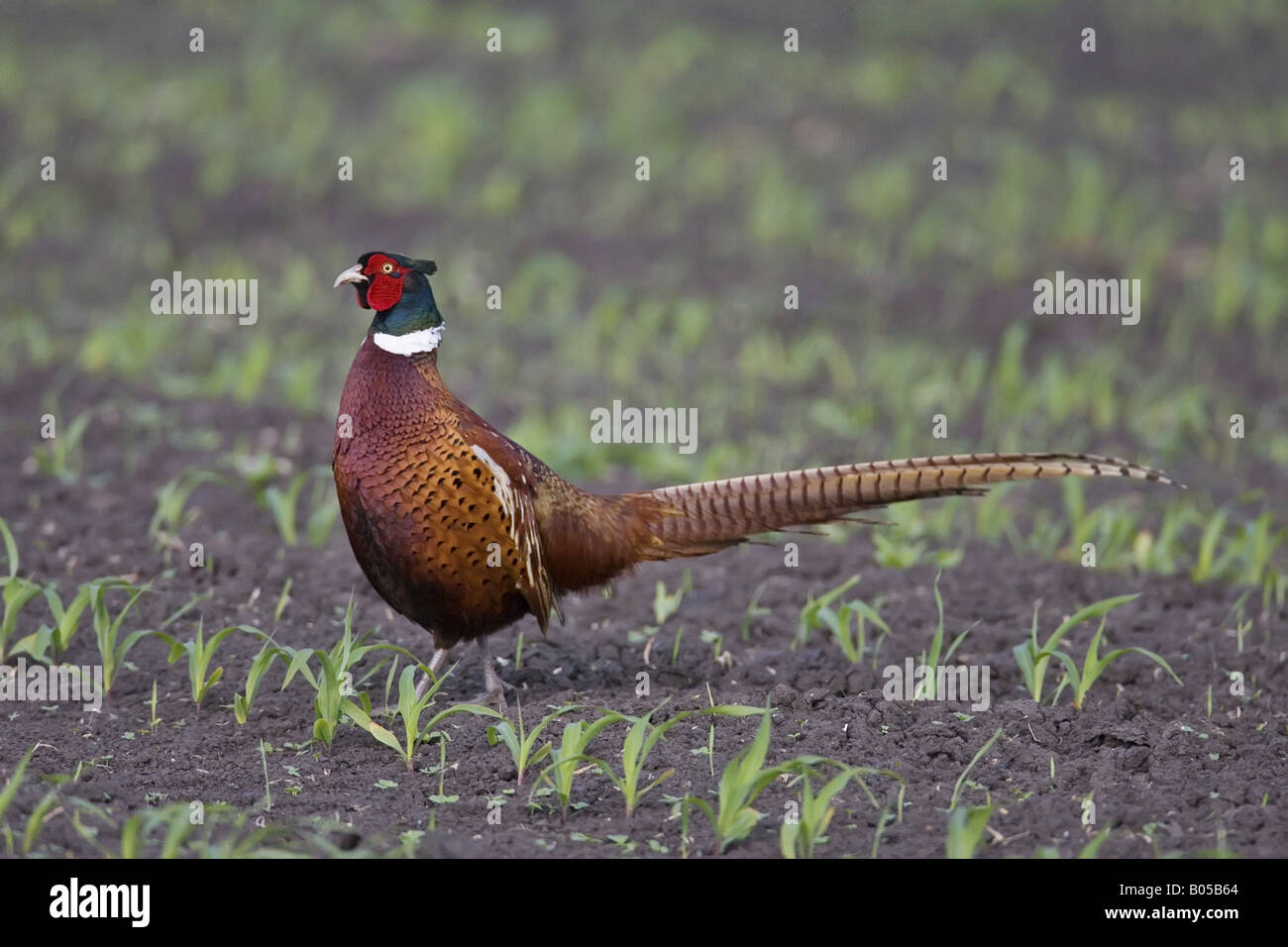 gemeinsamen Fasan, Kaukasus Fasane, kaukasische Fasan (Phasianus Colchicus), auf einem mehrere Hektar großen, Deutschland Stockfoto