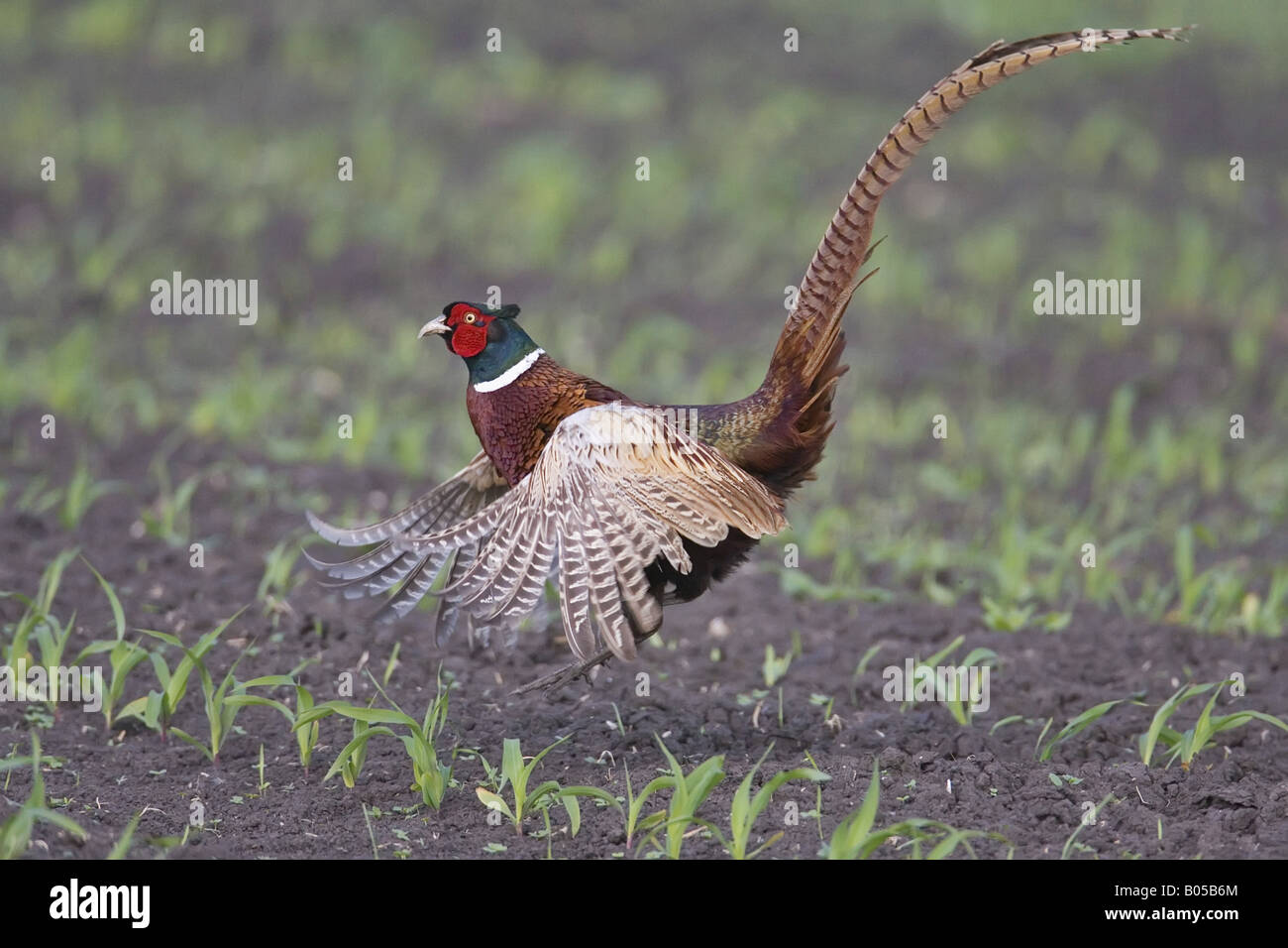 gemeinsamen Fasan, Kaukasus Fasane, kaukasische Fasan (Phasianus Colchicus), mit Flügeln, Deutschland Stockfoto