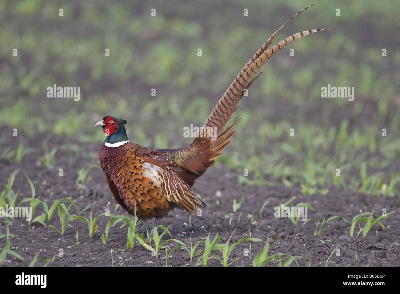 gemeinsamen Fasan, Kaukasus Fasane, kaukasische Fasan (Phasianus Colchicus), auf einem mehrere Hektar großen, Deutschland Stockfoto