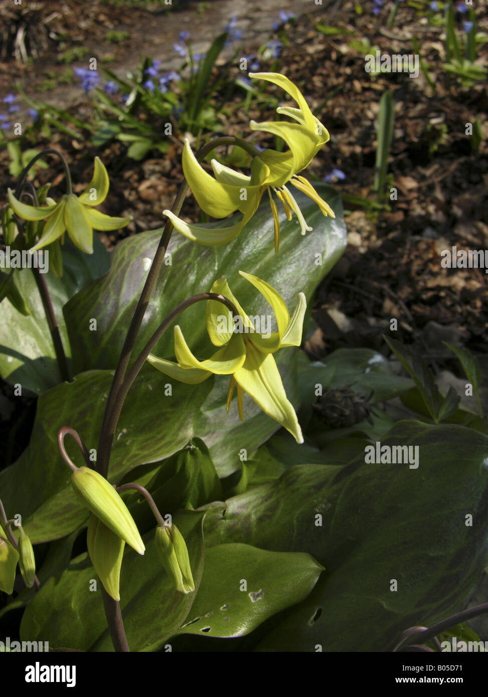 Rosa Fawn Lily (Erythronium Revolutum), blühen Stockfoto