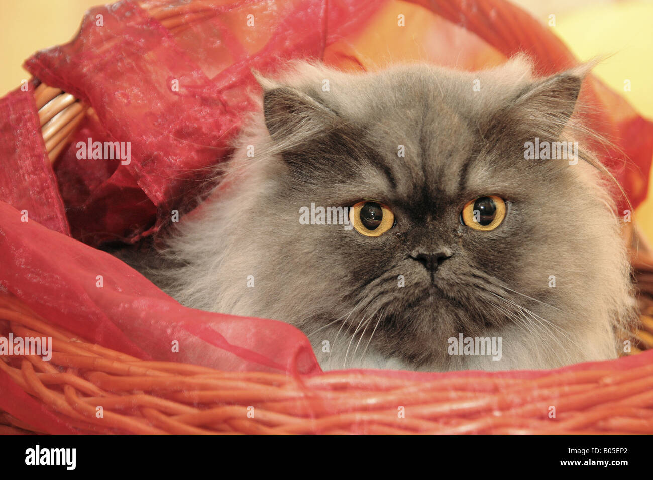 Hauskatze, Hauskatze, Perser (Felis Silvestris F. Catus), sitzen in einem Korb Stockfoto