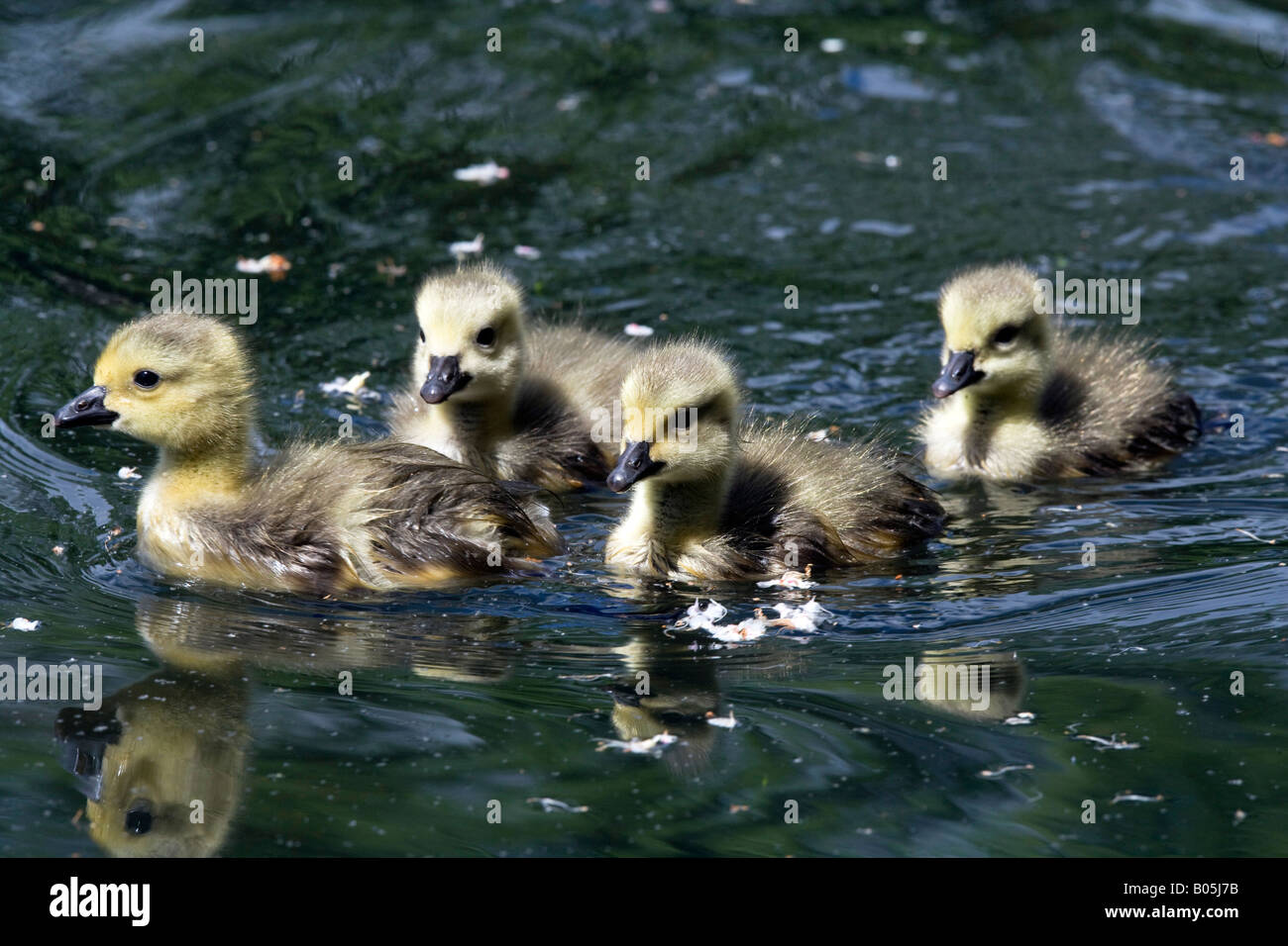 Kanadagänse-Küken in der Frühlingssonne Stockfoto