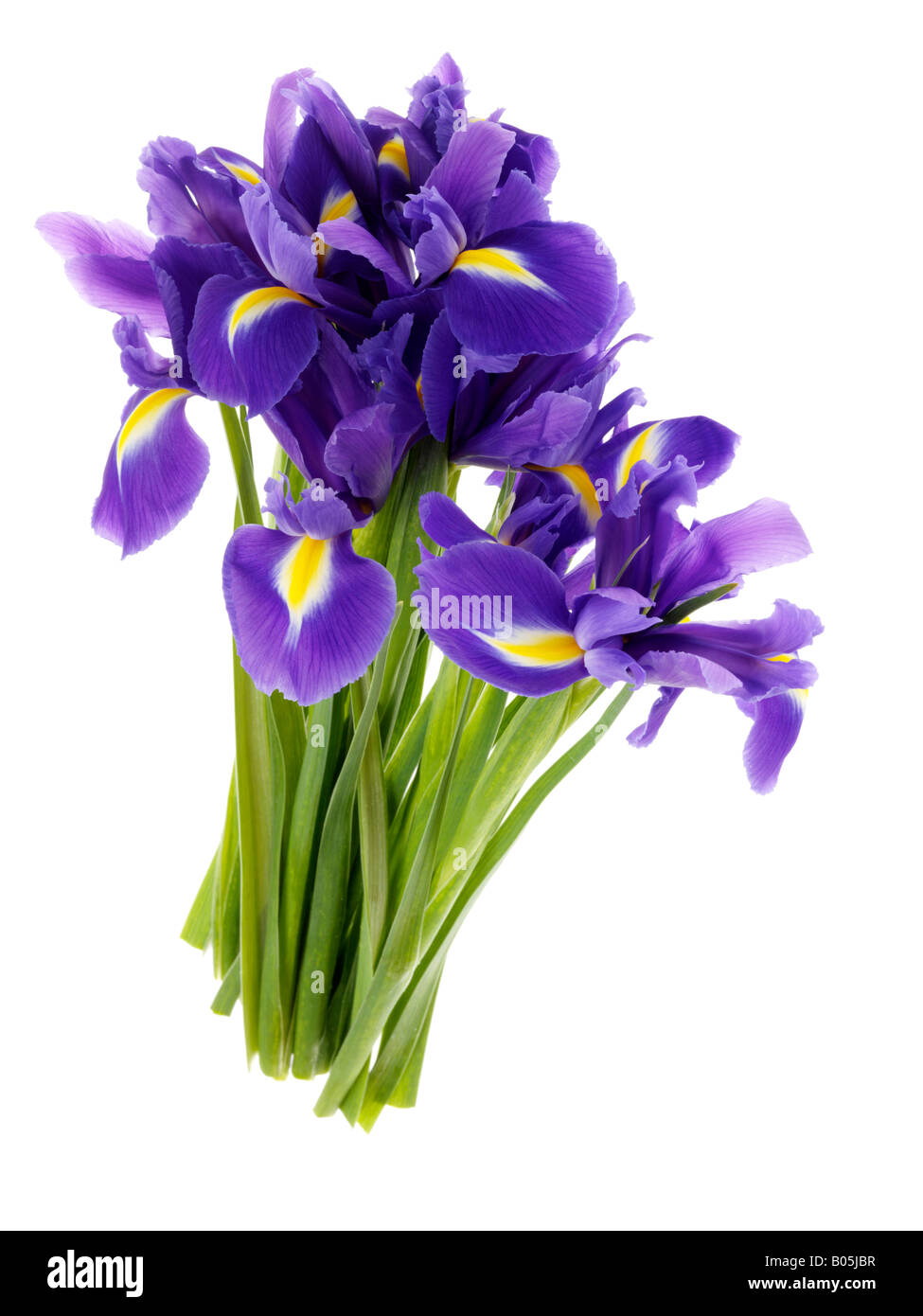 Bündel oder Bouquet von Blue Iris Blumen gegen einen weißen Hintergrund mit Keine Personen Stockfoto