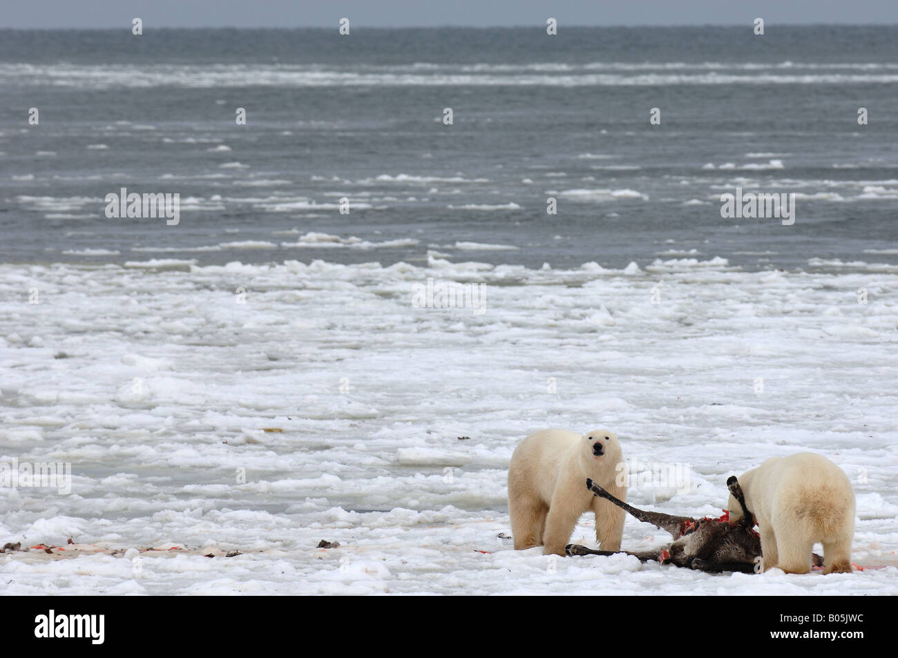 Manitoba Hudsonbai einzigartige Fotos von männlichen Eisbären Fütterung auf eine Karibu-Karkasse Stockfoto