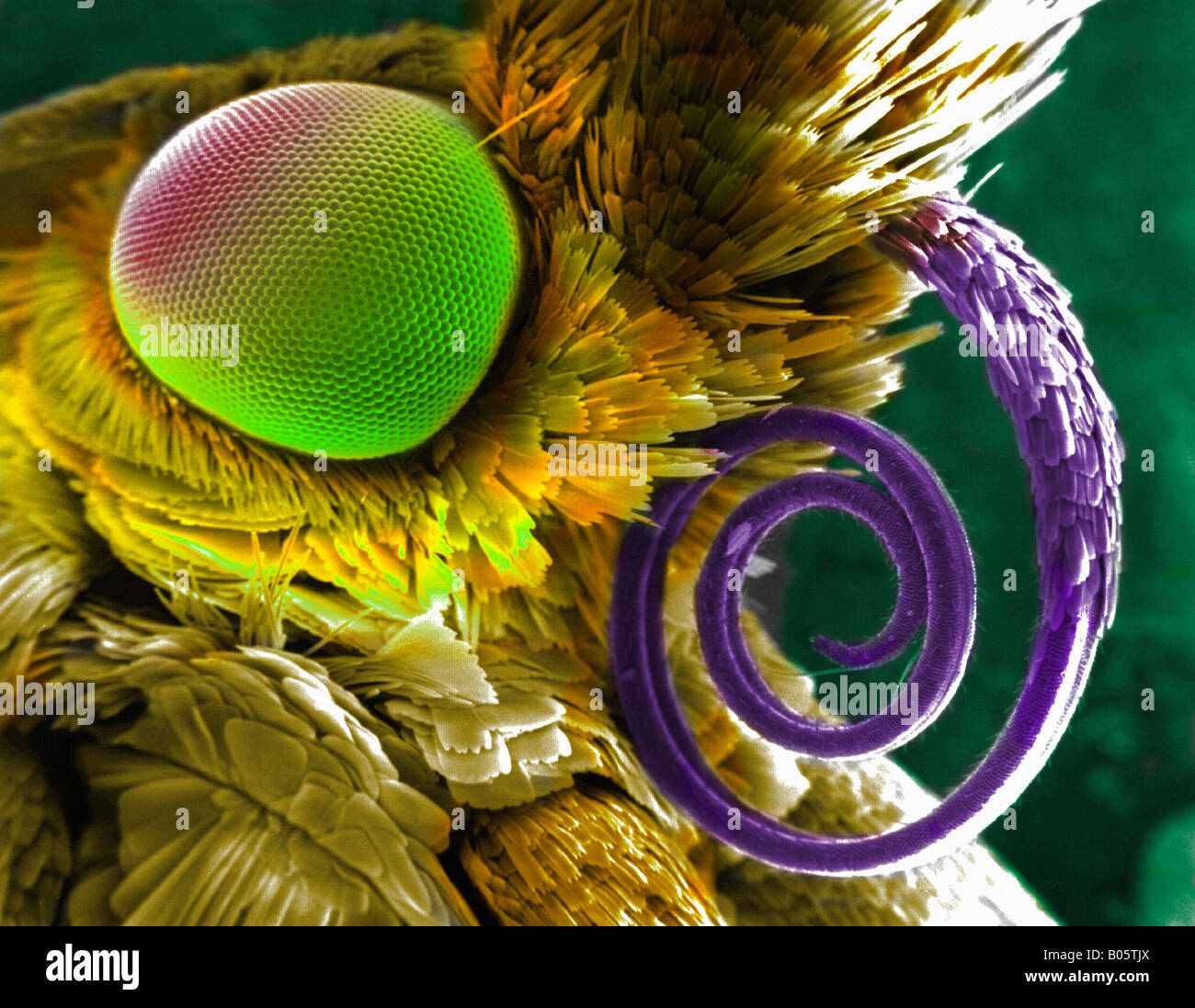 Leiter der Schmetterling gesehen durch ein EM-Mikroskop Stockfoto