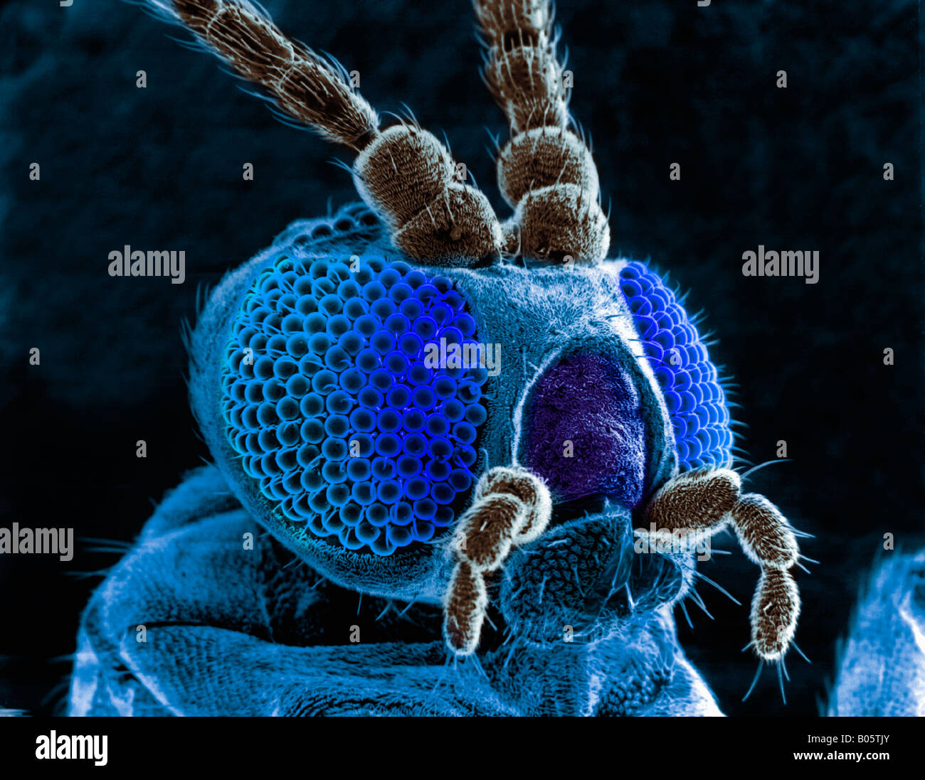 Leiter der Schmetterling gesehen durch ein EM-Mikroskop Stockfotografie -  Alamy